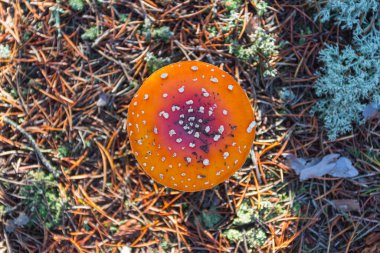 Red fly agaric grows in the autumn forest. Ukraine
