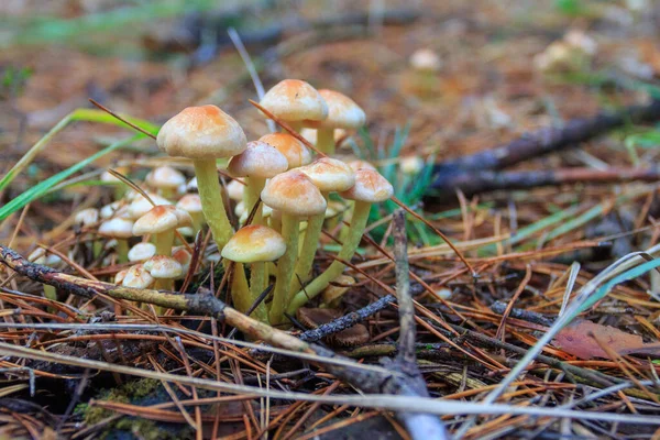 Wild Mushroom Grows Autumn Forest Ukraine — Photo