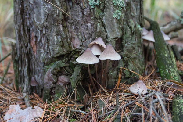 Wild Mushroom Grows Autumn Forest Ukraine — Stockfoto