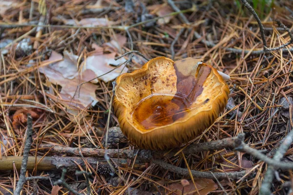 Wild Mushroom Grows Autumn Forest Ukraine — Photo