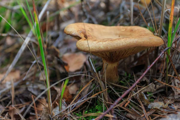 Wild Mushroom Grows Autumn Forest Ukraine — Photo