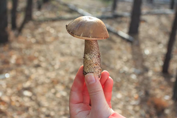 Scaber Stalk Mushroom Found Forest Kyiv Woman Hand Ukraine — Stockfoto