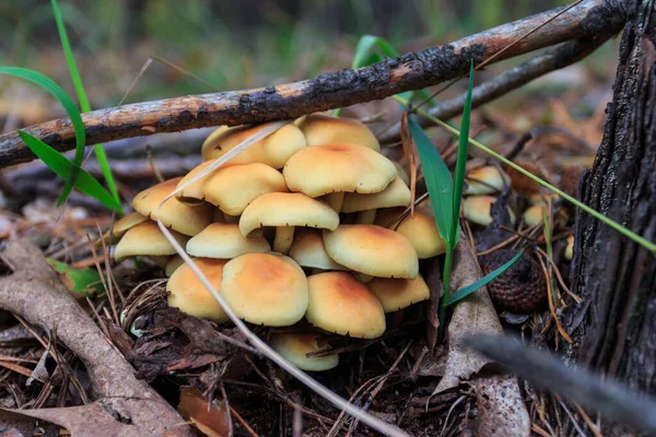 Wild Mushroom Grows Autumn Forest Ukraine — Stockfoto