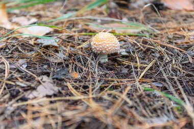 Kızıl sinek agarik mantarı sonbahar ormanında yetişir. Ukrayna