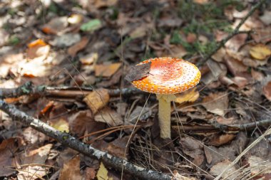 Kızıl sinek agarik mantarı sonbahar ormanında yetişir. Ukrayna