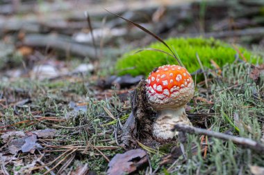 Kızıl sinek agarik mantarı sonbahar ormanında yetişir. Ukrayna