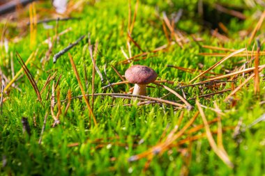 A wild mushroom bay bolete grows in the autumn forest. Ukraine 