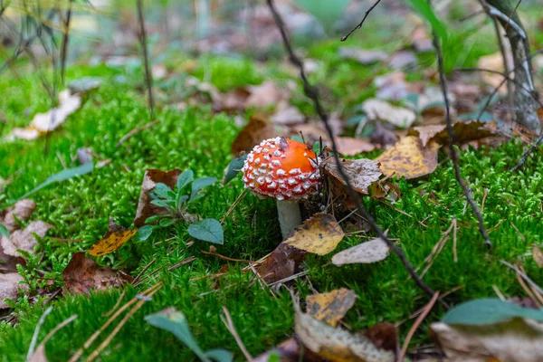 Red Fly Agaric Mushroom Grows Autumn Forest Ukraine — Stock Photo, Image