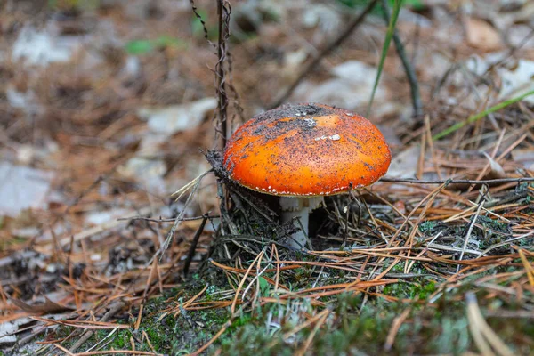 Champignon Agarique Mouche Rouge Pousse Dans Forêt Automne Ukraine — Photo