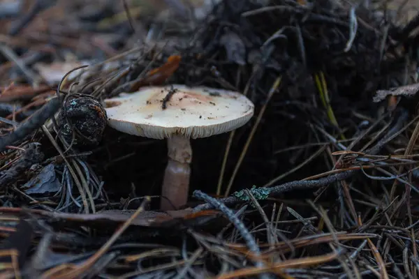 Wild Mushroom Grows Autumn Forest Ukraine — Stockfoto