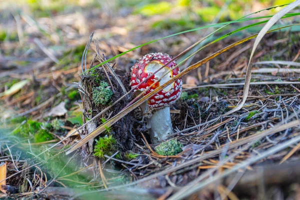 Champignon Agarique Mouche Rouge Pousse Dans Forêt Automne Ukraine — Photo