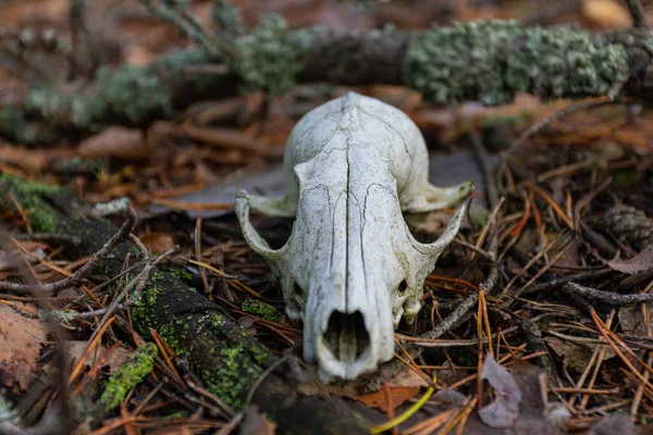 The old skull of the animal lies in the forest near Kyiv. Ukraine