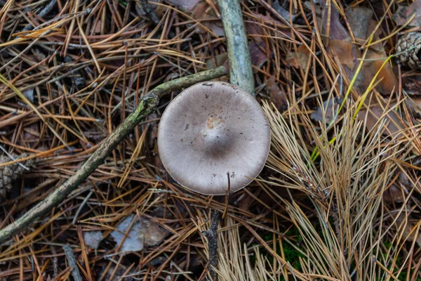 Wild Mushroom Grows Autumn Forest Ukraine — Photo