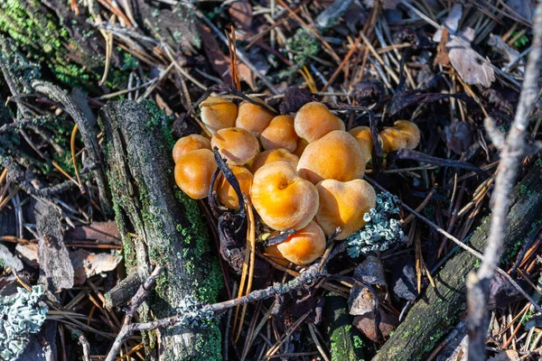 Wild Mushroom Grows Autumn Forest Ukraine — Stock Fotó