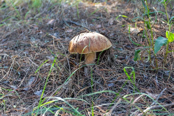 Porcini Mushroom Grows Autumn Forest Ukraine — Photo