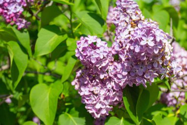 Tiflis Botanik Bahçesi 'nde leylak çiçekleri. Gürcistan