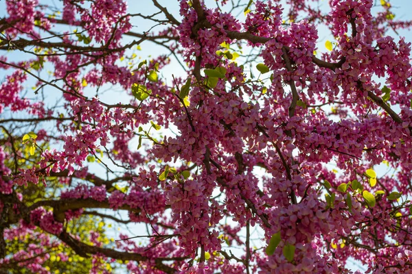 Árbol Judas Contra Cielo Azul Jardín Botánico Tiflis Georgia País — Foto de Stock