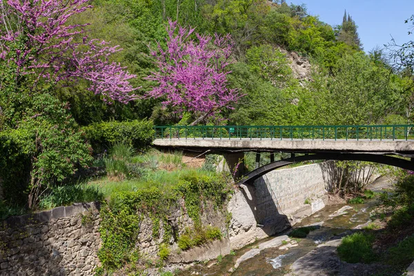 Мост Через Реку Среди Цветущих Деревьев Тбилисском Ботаническом Саду Грузия — стоковое фото
