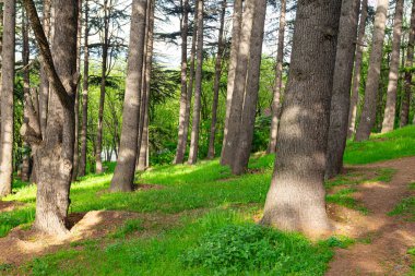 Tiflis Botanik Bahçesi 'nde güneşli bir orman. Gürcistan bir ülke
