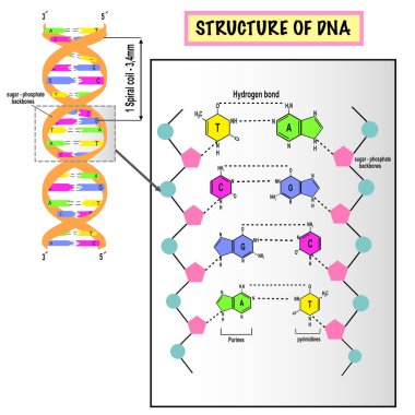 Beyaz zemin üzerindeki DNA yapısı. Eğitim, bilim ve tıbbi kullanım için model. Nükleotid tabanı, deoksiribonükleik asit. Vektör illüstrasyonu.