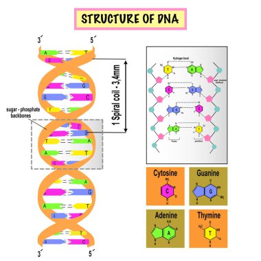 Beyaz zemin üzerindeki DNA yapısı. Eğitim, bilim ve tıbbi kullanım için model. Nükleotid tabanı, deoksiribonükleik asit. Vektör illüstrasyonu.