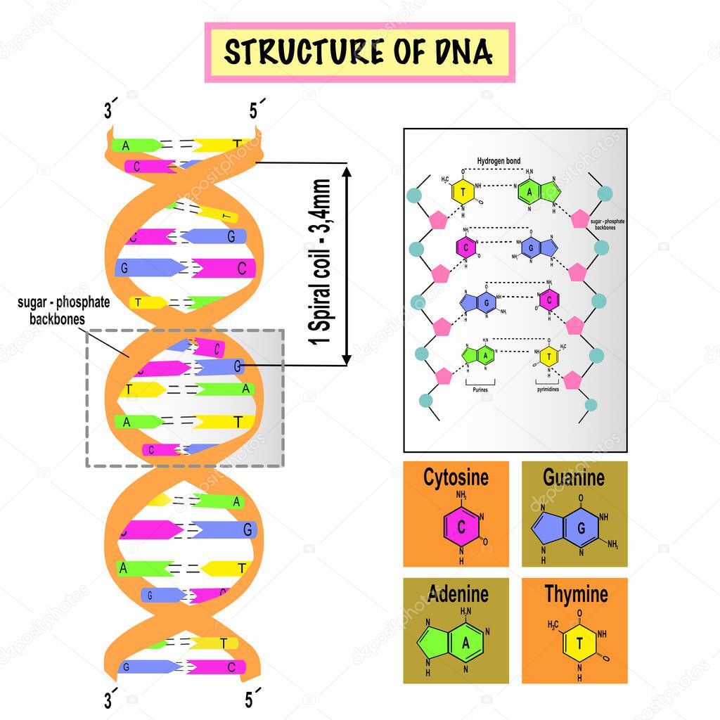 Structure of DNA on white background.Model for education, science and medical use.Nucleotide base, deoxyribonucleic acid.Vector illustration.