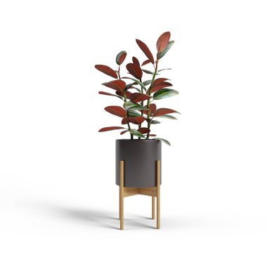 Dekoratif incir ağacı beyaz arka planda izole edilmiş beyaz seramik çömlek dikmiş..