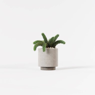 Dekoratif taş nilüfer ağacı beyaz arka planda izole edilmiş beton çömlek dikmiş..