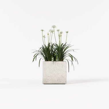 Dekoratif tiroz ağacı beyaz arka planda izole edilmiş beton çömlek dikmiş..