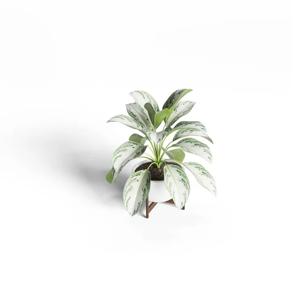 Amoena Árvore Decorativa Plantada Vaso Cerâmica Branca Isolada Sobre Fundo — Fotografia de Stock