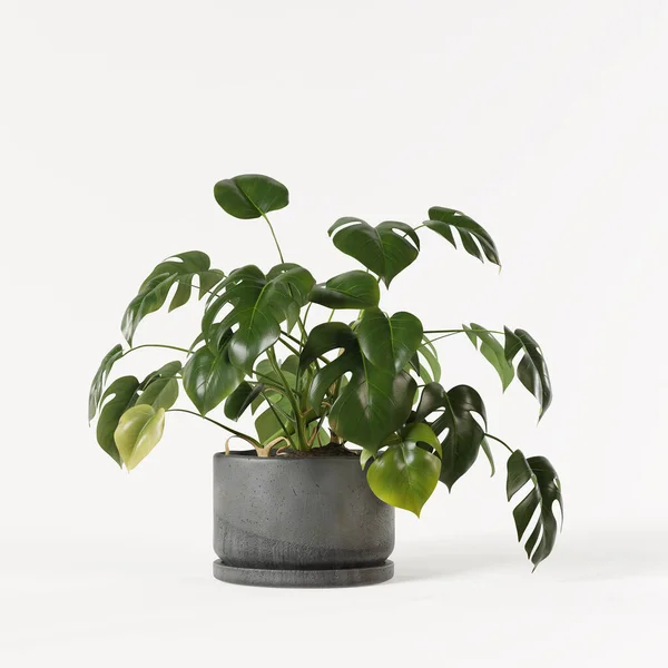 Decorative Monstera Planted Concrete Pot Isolated White Background — Zdjęcie stockowe