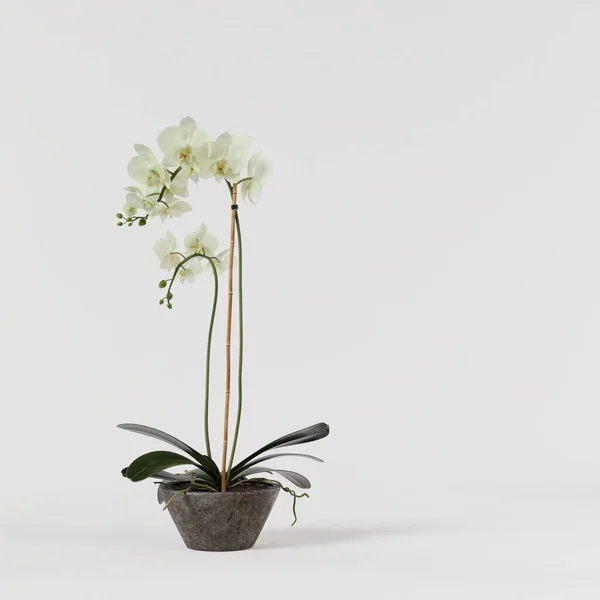 Orquídea Decorativa Verde Vaso Concreto Isolado Fundo Branco — Fotografia de Stock