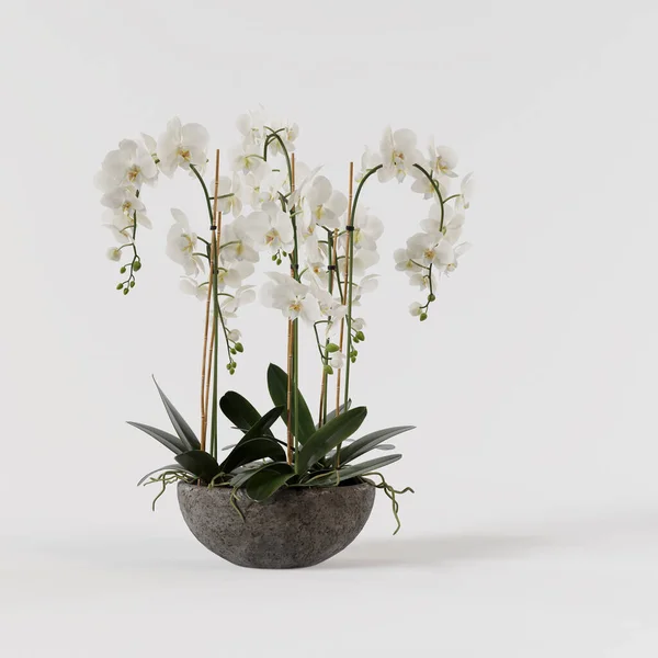 Decorative Orchid White Concrete Pot Isolated White Background — Stock Photo, Image