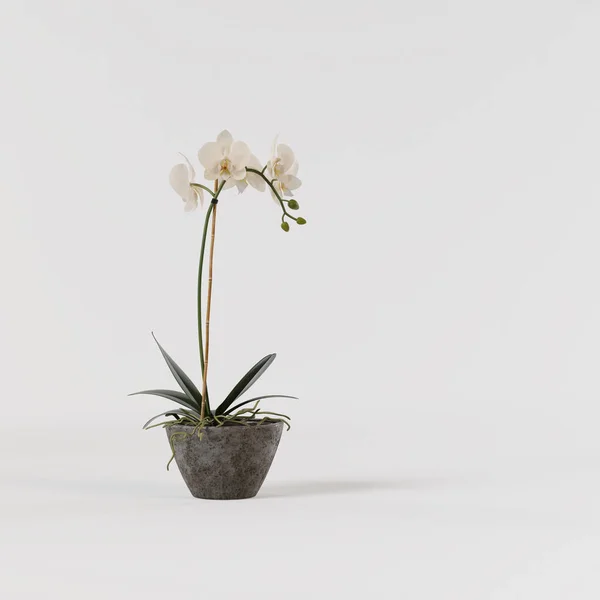 Orquídea Decorativa Amarela Vaso Concreto Isolado Sobre Fundo Branco — Fotografia de Stock