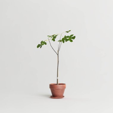 Terracotta saksıları beyaz arkaplanda izole edilmiş.