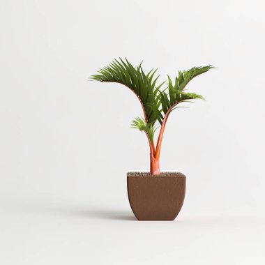 Terracotta saksılarındaki Arecaceae bitkisi ışık arka planında izole edilmiş.