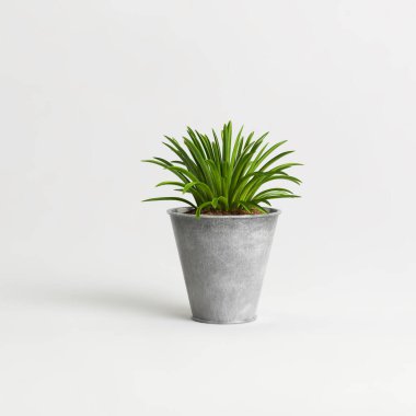 Yeşil bitkiler ışık arkaplanında izole edildi