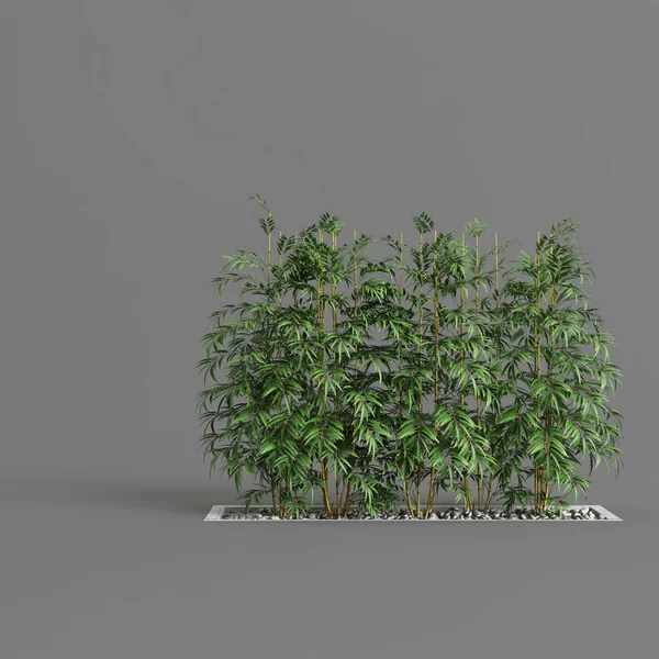 Row Bamboo Trees Isolated Gray Background Front View — Stock Photo, Image