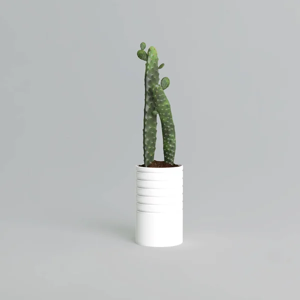 Cactus Pot Blanc Moderne Isolé Sur Fond Gris — Photo