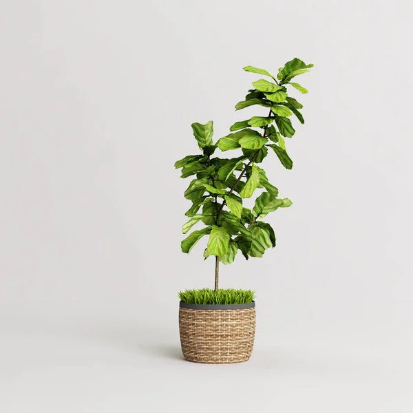 Ficus Lyrata Maceta Bambú Aislada Sobre Fondo Blanco — Foto de Stock