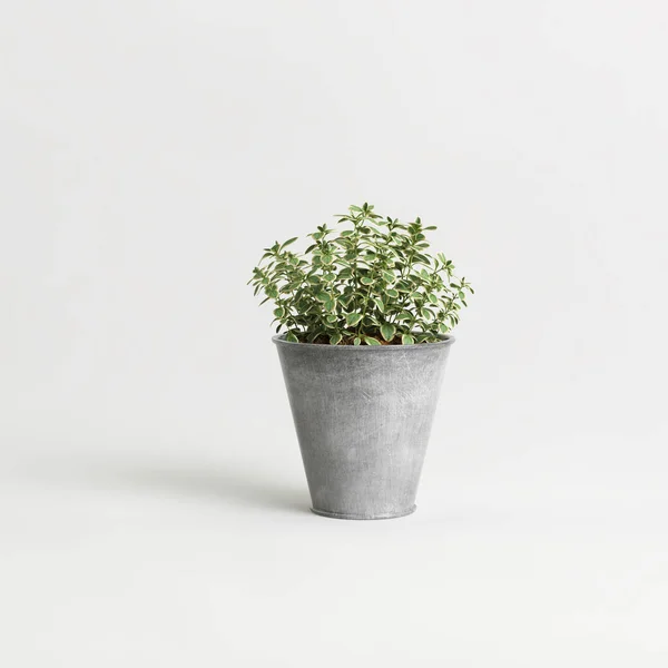 在白色背景上隔离的盆栽绿色植物 — 图库照片