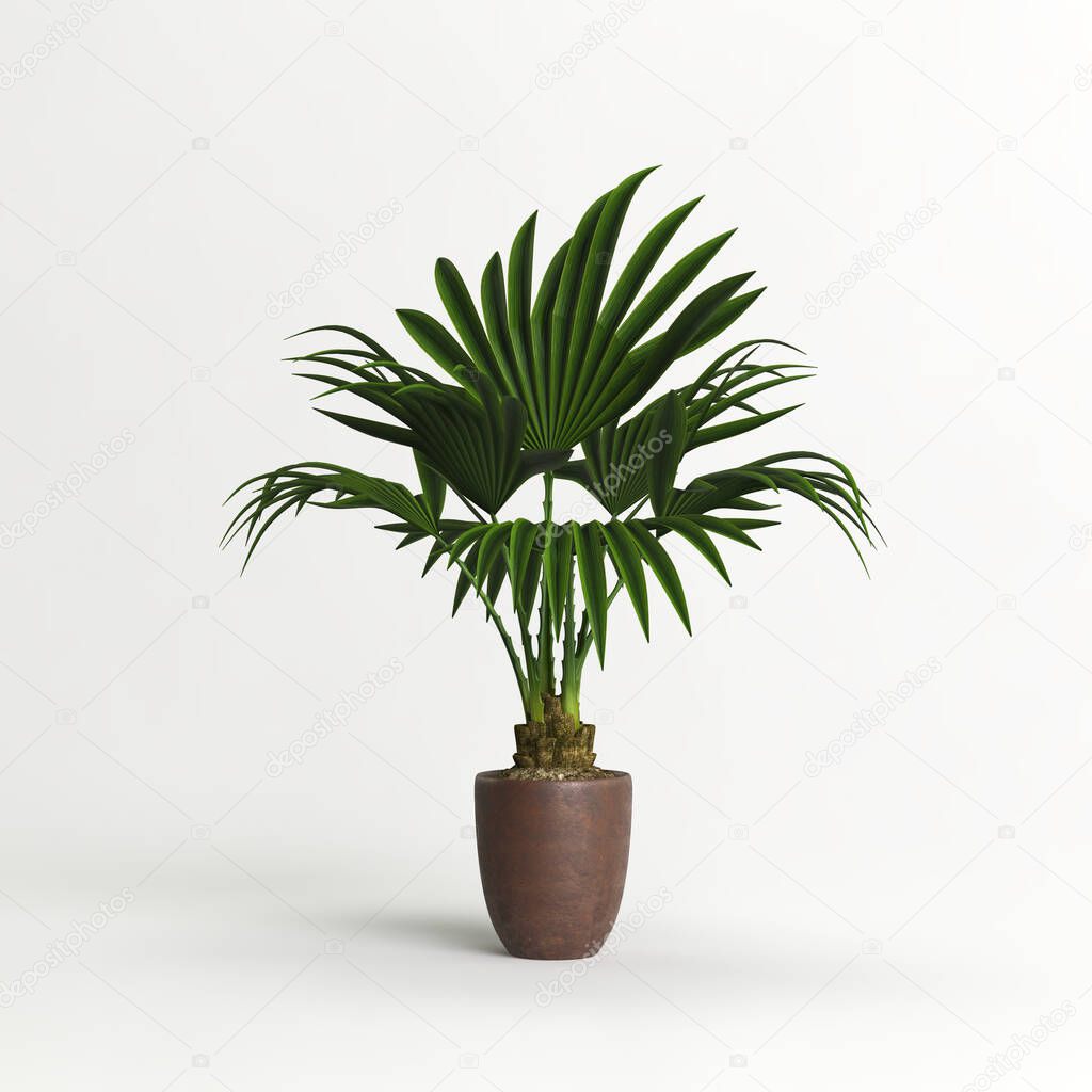 Brown potted palm tree isolated on light background