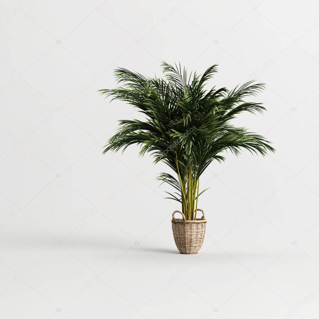 Areca tree in bamboo pot isolated on light background