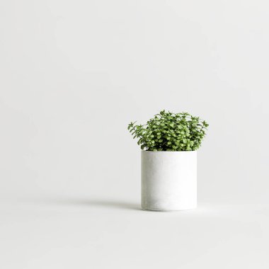 3d illustration of houseplants isolated on white background