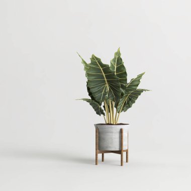 Beyaz arka planda izole edilmiş üç boyutlu beton ev bitkileri