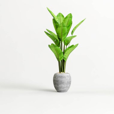 Beyaz arka planda izole edilmiş üç boyutlu beton ev bitkileri