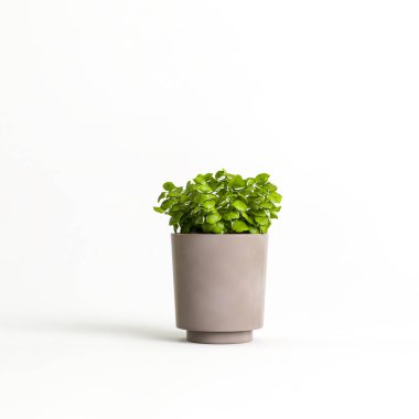 3d illustration of houseplants isolated on white background