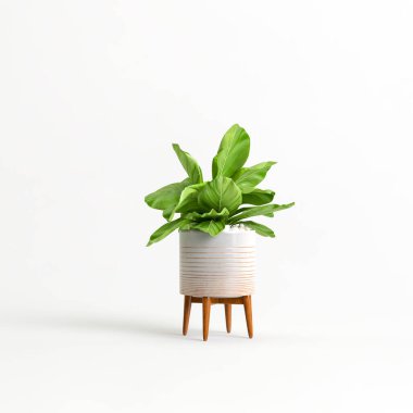 3d illustration of houseplants isolated on white background