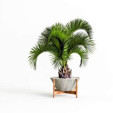 Beyaz arka planda izole edilmiş üç boyutlu beton ev bitkileri