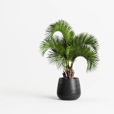 Beyaz arka planda izole edilmiş siyah ev bitkilerinin 3D çizimi